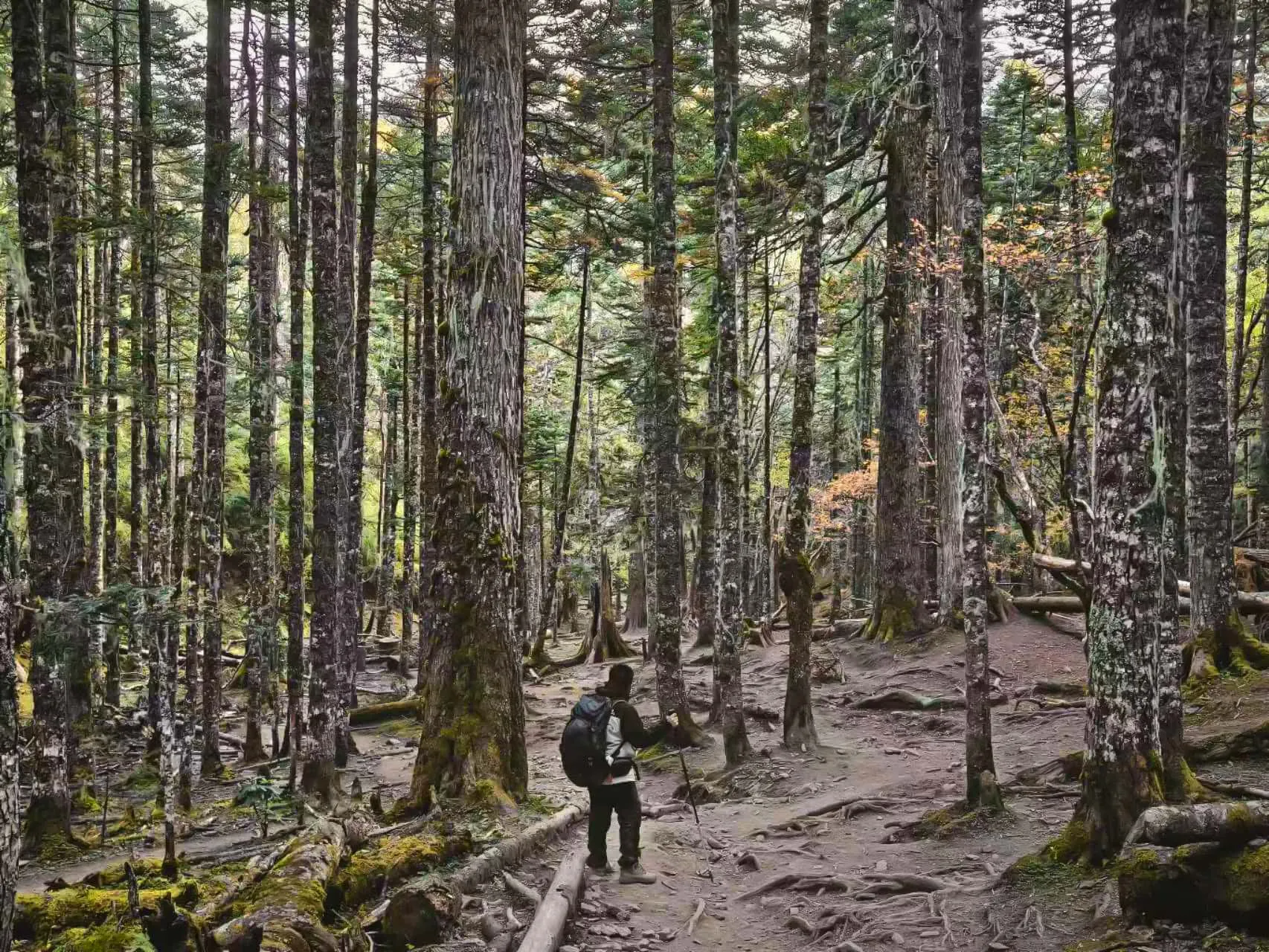 2705a64d53f3d63bf581ecc8e5c7049c