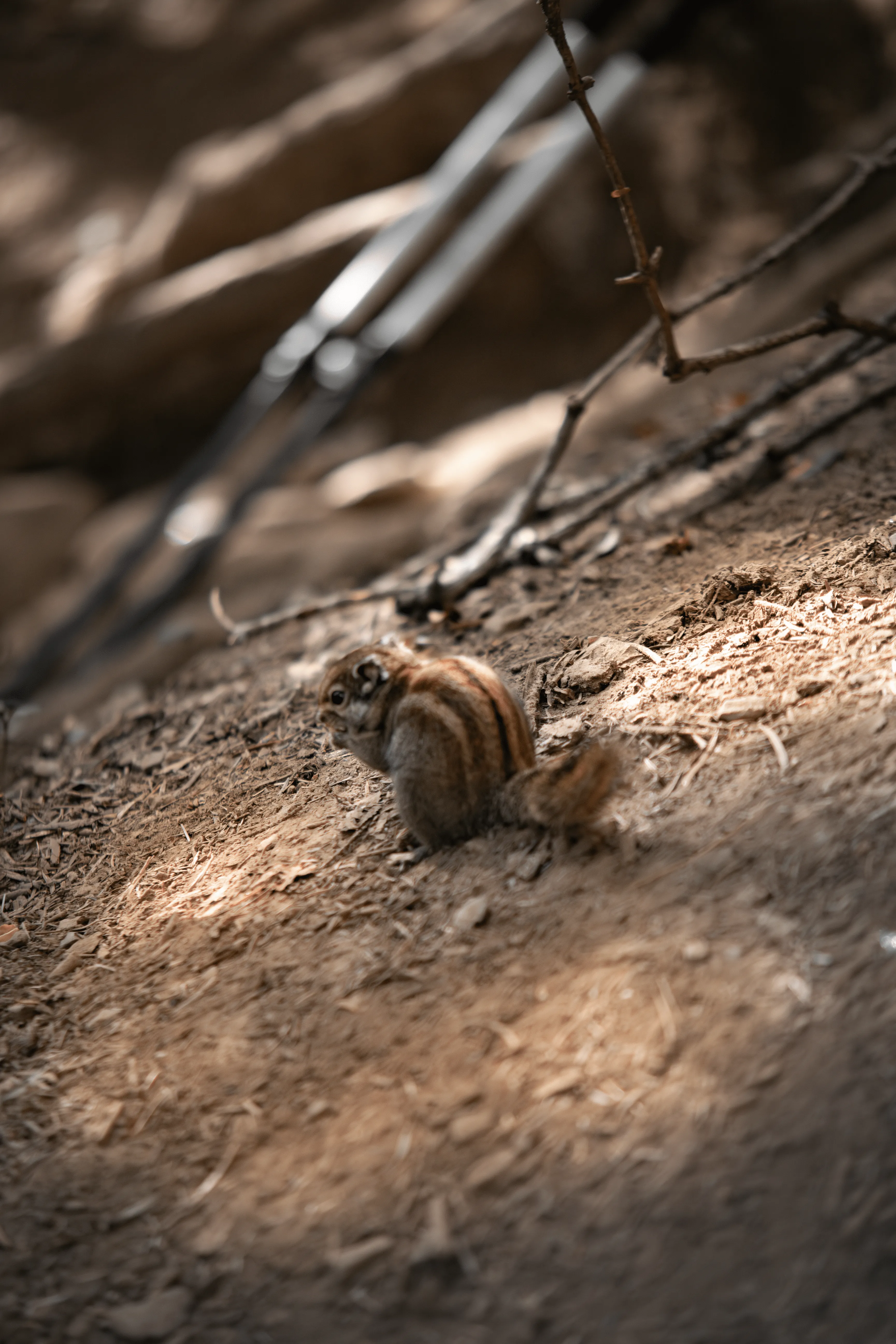 NZF_1146-已增强-NR